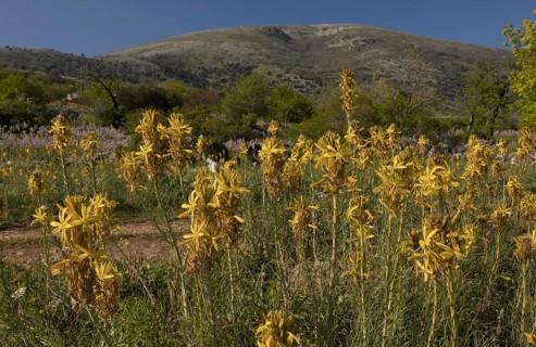Yellow yellow asphodel