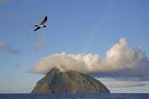 Brown booby