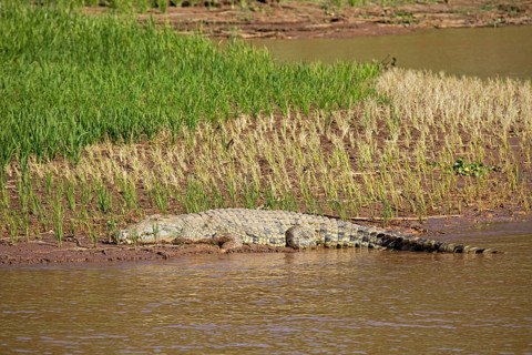 Nile crocodile