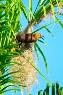 Broad-crested Oropendola with nest