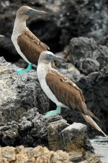 Blue-footed Booby