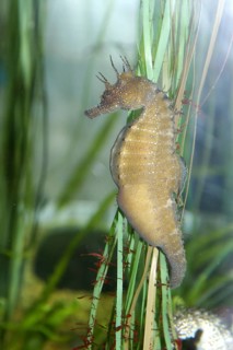 Long-snouted seahorse