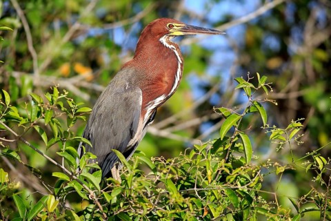 Rufescent tiger heron