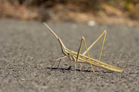 Field locust