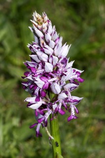 Helmeted Orchid