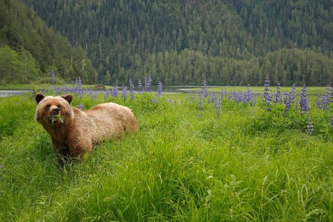 Grizzly Bear