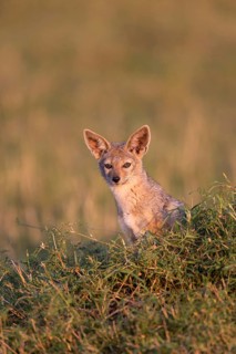 Black-backed jackals