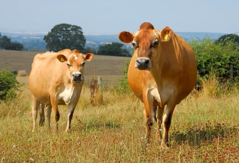 Domestic cattle