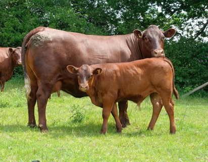 Domestic Cattle