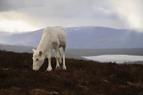Reindeer