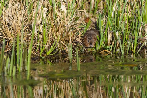 Eastern vole
