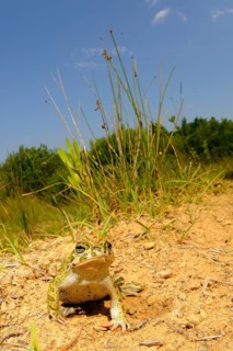 European Green Toad