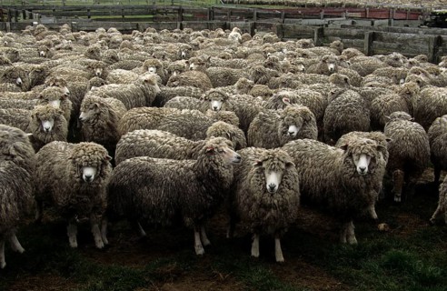 Corriedale sheep waiting to be sheared