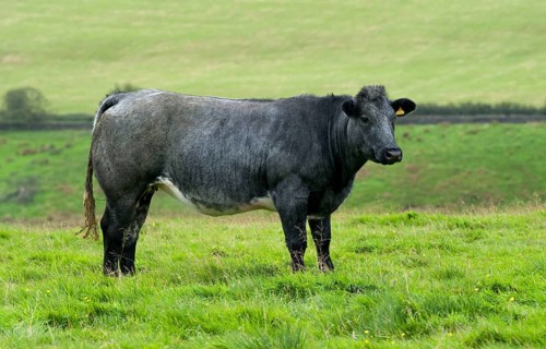 Domestic cattle