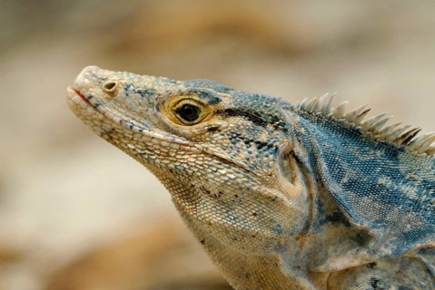 Black Spiny-tailed Iguana