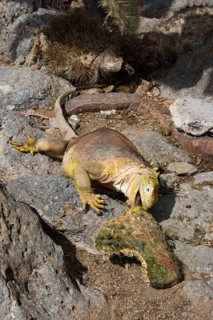 Land Iguana