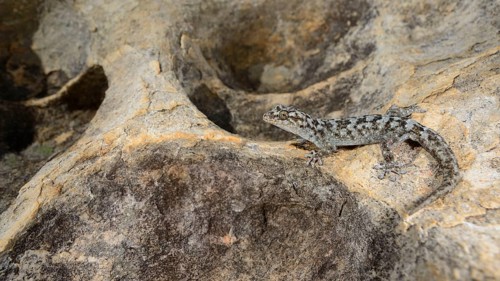 Small-scaled leaf-toed gecko