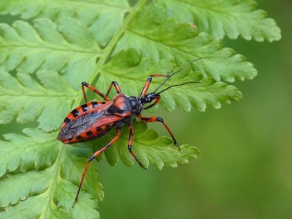 Red assassin bug