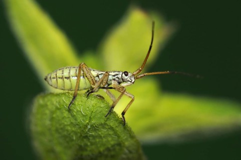 Miris dolabratus