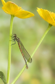 Greater red large red damselfly