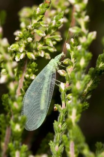 Green Lacewing