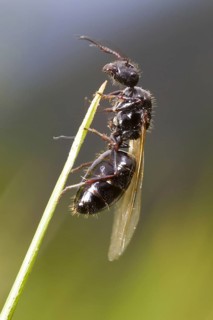 Carpenter ant
