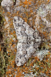 White grey broad-winged moth