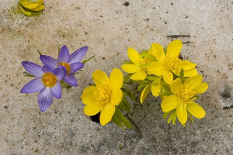Winter aconite