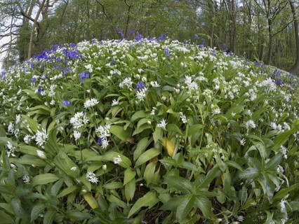 Ramsons