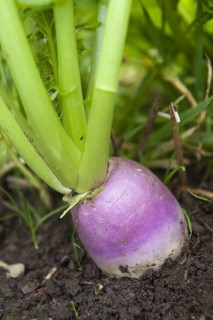 Turnip