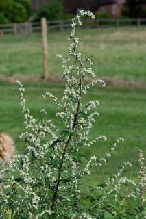 Common Mugwort