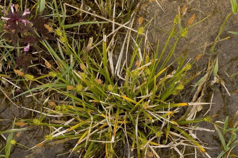 Long-stalked Yellow-sedge flowering
