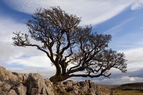 Common Hawthorn