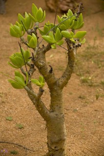 Stems and leaves of the Totterboom tree
