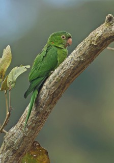 Adult white-eyed parakeet