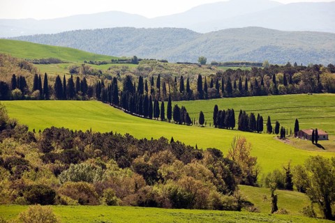 Farmhouse and mediterranean cypress