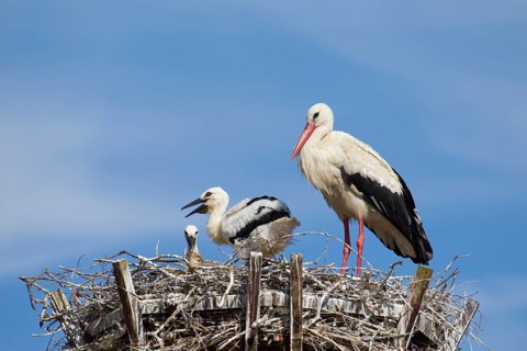 White stork