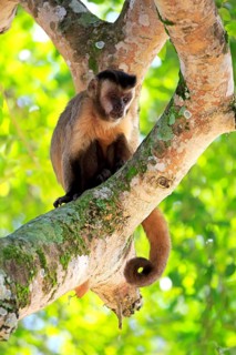 Brown Capuchin