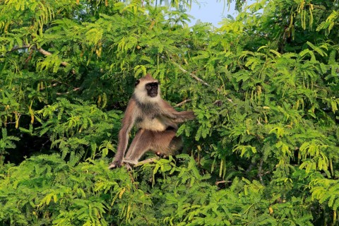 Southern Hanuman langur