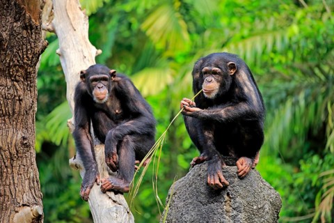 Chimpanzee