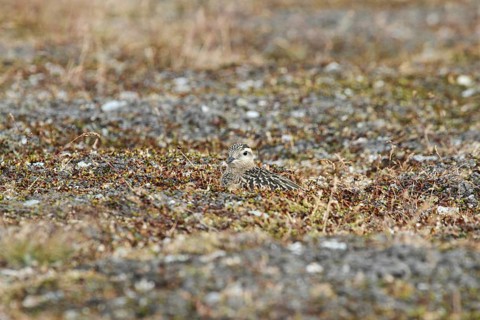 Mornell's plover