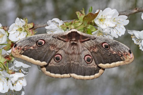 Viennese Moth Peacock