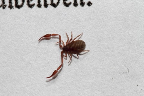 Book Scorpio