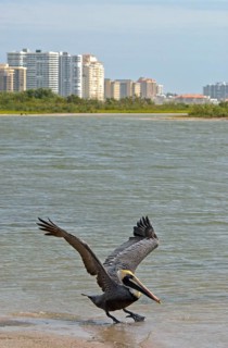 Marine Pelican
