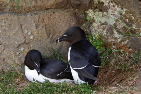 Razorbill
