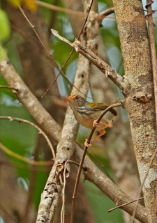 Common Tailorbird