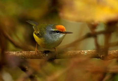 Mountain Tailor Bird