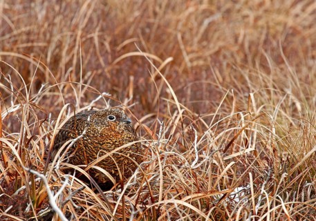 Red Grouse