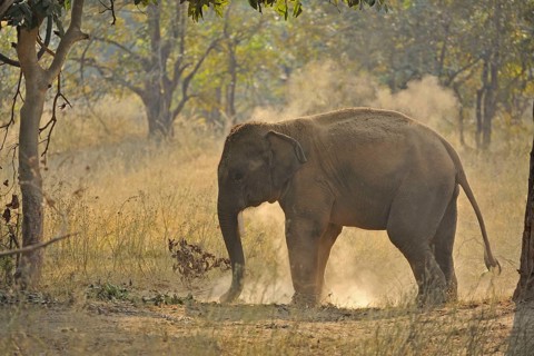 Asian Elephant