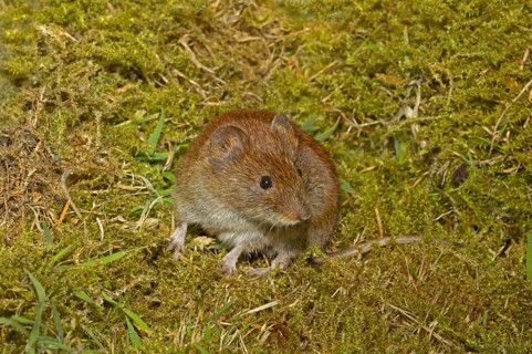 Bank bank vole